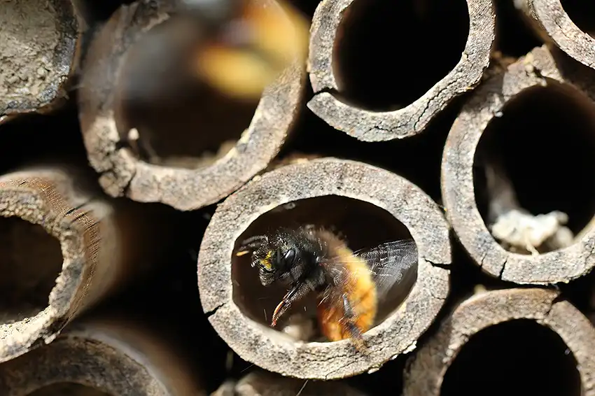 hotel à insecte taille L